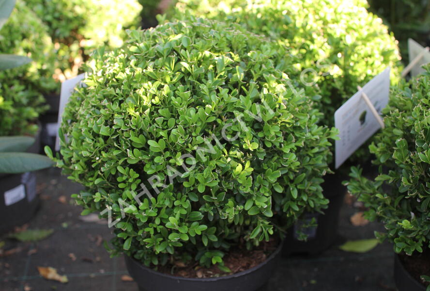 Zimostráz BetterBuxus 'Heritage' - Buxus BetterBuxus 'Heritage'