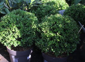 Zimostráz BetterBuxus 'Heritage' - Buxus BetterBuxus 'Heritage'