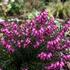 rica darleyensis 'Winter Treasure'.jpg