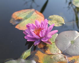 Leknín 'Purple Cup' ISG