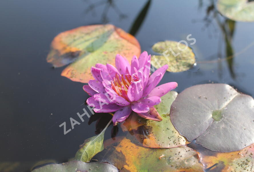 Leknín 'Purple Cup' ISG - Nymphaea 'Purple Cup' ISG