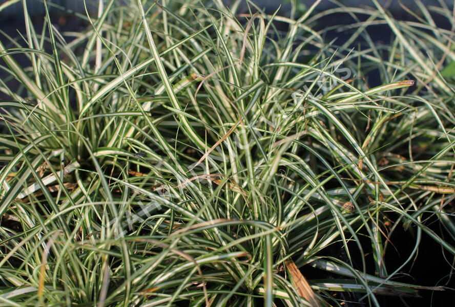 Ostřice ošimenská 'Moonlight' - Carex oshimensis 'Moonlight'