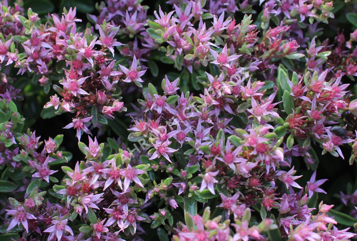 Rozchodník pochybný 'Spot On Pink' - Sedum spurium 'Spot On Pink'