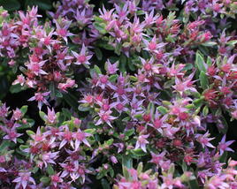Rozchodník pochybný 'Spot On Pink'