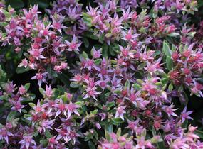 Rozchodník pochybný 'Spot On Pink' - Sedum spurium 'Spot On Pink'