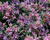 Rozchodník pochybný 'Spot On Pink'