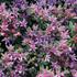 Sedum spurium 'Spot On Pink'_1.JPG