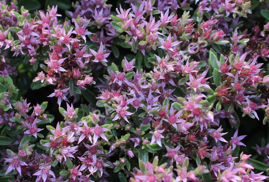 Rozchodník pochybný 'Spot On Pink' - Sedum spurium 'Spot On Pink'