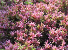 Rozchodník pochybný 'Spot On Pink' - Sedum spurium 'Spot On Pink'