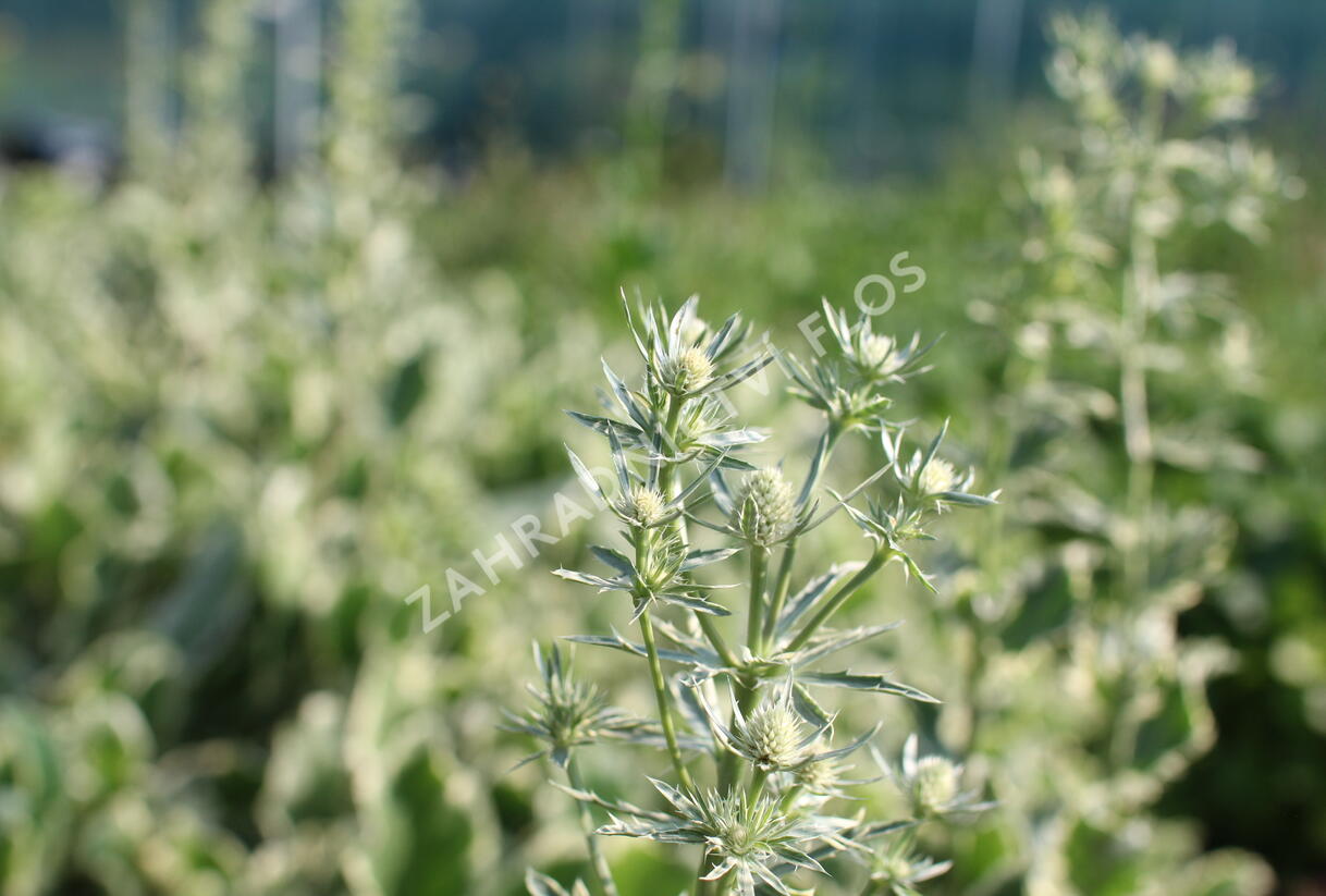 Máčka plocholistá 'Jade Frost' - Eryngium planum 'Jade Frost'
