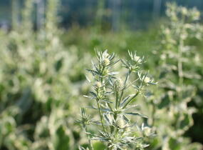 Máčka plocholistá 'Jade Frost' - Eryngium planum 'Jade Frost'