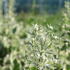 Eryngium planum 'Jade Frost'.JPG