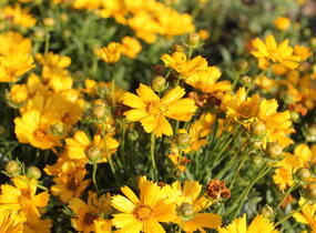 Krásnoočko velkokvěté 'Castello Compact Yellow' - Coreopsis grandiflora 'Castello Compact Yellow'