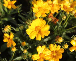 Krásnoočko velkokvěté 'Castello Compact Yellow'