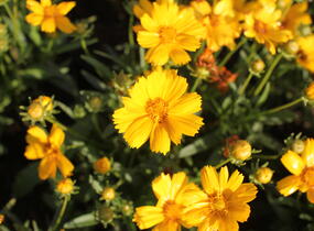 Krásnoočko velkokvěté 'Castello Compact Yellow' - Coreopsis grandiflora 'Castello Compact Yellow'