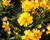 Krásnoočko velkokvěté 'Castello Compact Yellow'