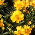 Coreopsis grandiflora 'Castello Compact Yellow'.JPG