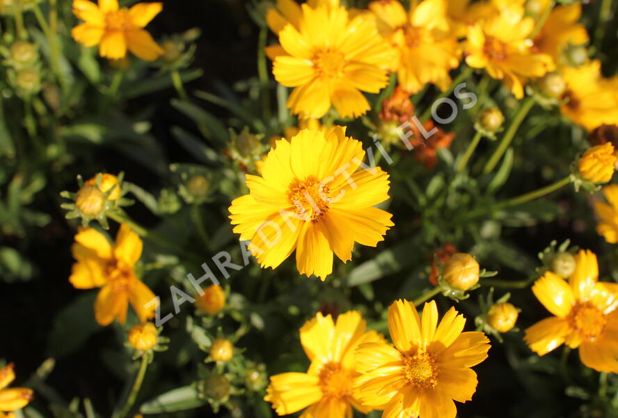Krásnoočko velkokvěté 'Castello Compact Yellow' - Coreopsis grandiflora 'Castello Compact Yellow'