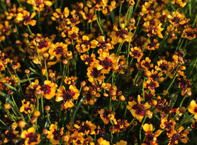 Krásnoočko přeslenité 'Corleone Early Red & Gold' - Coreopsis verticillata 'Corleone Early Red & Gold'