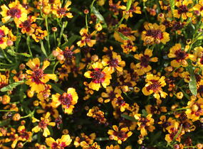 Krásnoočko přeslenité 'Corleone Early Red & Gold' - Coreopsis verticillata 'Corleone Early Red & Gold'