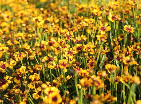 Krásnoočko přeslenité 'Corleone Early Red & Gold' - Coreopsis verticillata 'Corleone Early Red & Gold'