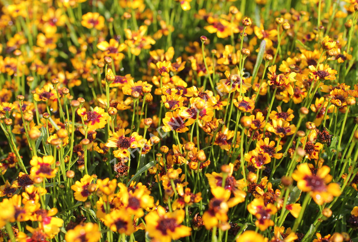 Krásnoočko přeslenité 'Corleone Early Red & Gold' - Coreopsis verticillata 'Corleone Early Red & Gold'