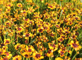 Krásnoočko přeslenité 'Corleone Early Red & Gold' - Coreopsis verticillata 'Corleone Early Red & Gold'