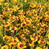 Coreopsis verticillata 'Corleone Early Red & Gold'_1.JPG