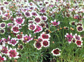 Krásnoočko přeslenité 'Chorasan Burgundy & White' - Coreopsis verticillata 'Chorasan Burgundy & White'