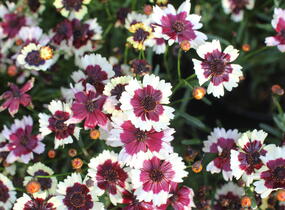 Krásnoočko přeslenité 'Chorasan Burgundy & White' - Coreopsis verticillata 'Chorasan Burgundy & White'