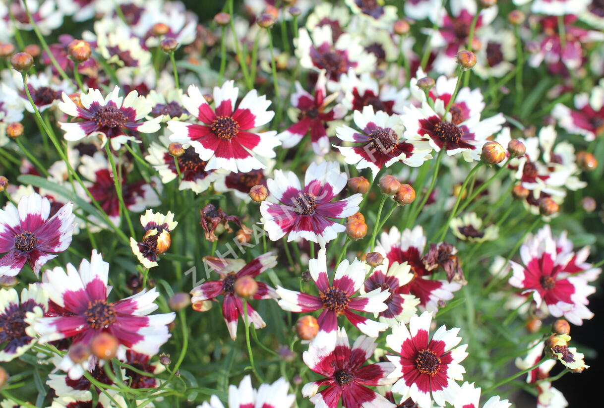 Krásnoočko přeslenité 'Chorasan Burgundy & White' - Coreopsis verticillata 'Chorasan Burgundy & White'