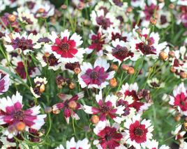 Krásnoočko přeslenité 'Chorasan Burgundy & White'