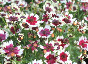 Krásnoočko přeslenité 'Chorasan Burgundy & White' - Coreopsis verticillata 'Chorasan Burgundy & White'