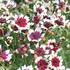 Coreopsis verticillata 'Chorasan Burgundy & White'.JPG