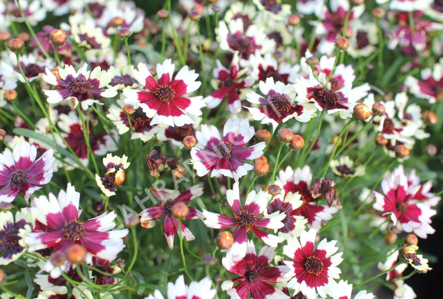 Krásnoočko přeslenité 'Chorasan Burgundy & White' - Coreopsis verticillata 'Chorasan Burgundy & White'