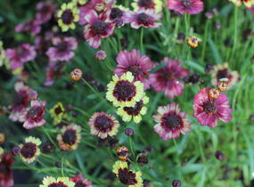 Krásnoočko přeslenité 'Corleone Early Banana & Cherry' - Coreopsis verticillata 'Corleone Early Banana & Cherry'