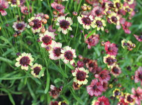 Krásnoočko přeslenité 'Corleone Early Banana & Cherry' - Coreopsis verticillata 'Corleone Early Banana & Cherry'