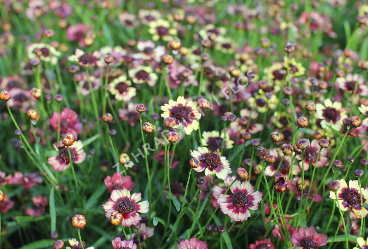 Krásnoočko přeslenité 'Corleone Early Banana & Cherry' - Coreopsis verticillata 'Corleone Early Banana & Cherry'