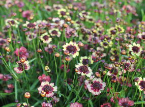 Krásnoočko přeslenité 'Corleone Early Banana & Cherry' - Coreopsis verticillata 'Corleone Early Banana & Cherry'
