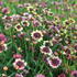 Coreopsis verticillata 'Corleone Early Banana & Cherry'.JPG