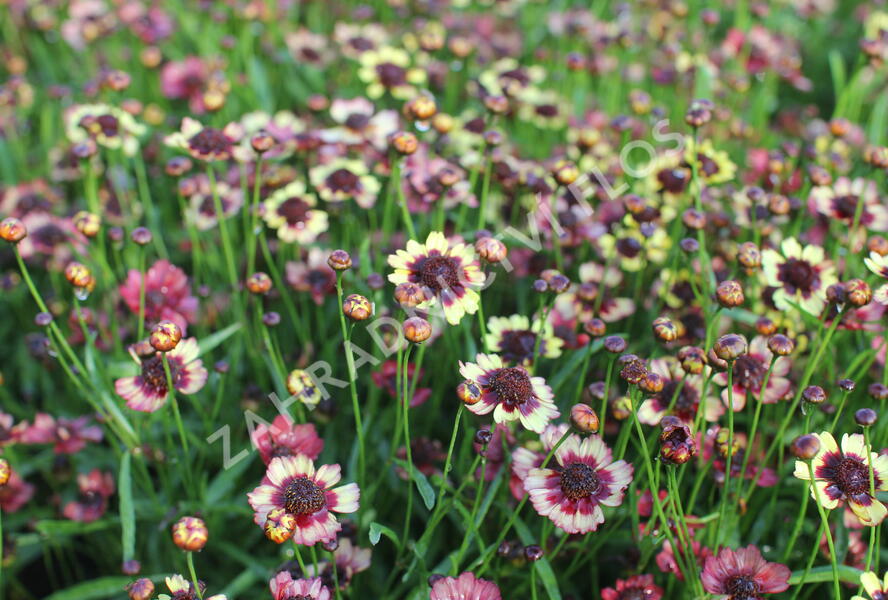 Krásnoočko přeslenité 'Corleone Early Banana & Cherry' - Coreopsis verticillata 'Corleone Early Banana & Cherry'
