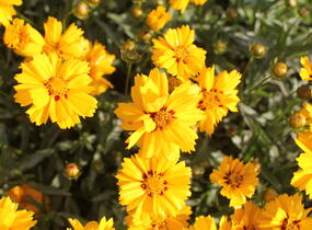 Krásnoočko velkokvěté 'Andiamo Semi Double' - Coreopsis grandiflora 'Andiamo Semi Double'