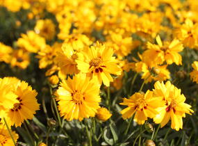 Krásnoočko velkokvěté 'Andiamo Semi Double' - Coreopsis grandiflora 'Andiamo Semi Double'