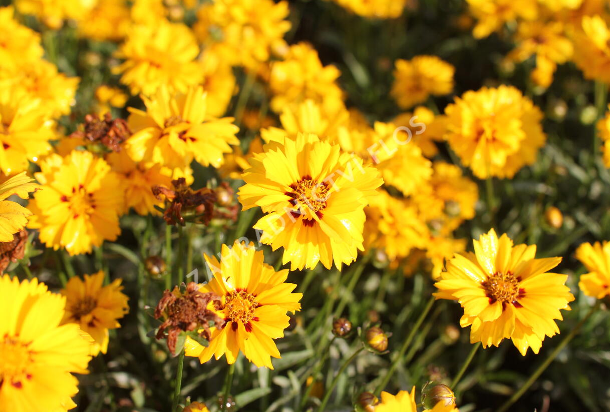 Krásnoočko velkokvěté 'Andiamo Semi Double' - Coreopsis grandiflora 'Andiamo Semi Double'
