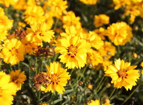 Krásnoočko velkokvěté 'Andiamo Semi Double' - Coreopsis grandiflora 'Andiamo Semi Double'