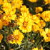 Coreopsis grandiflora 'Andiamo Semi Double'.JPG