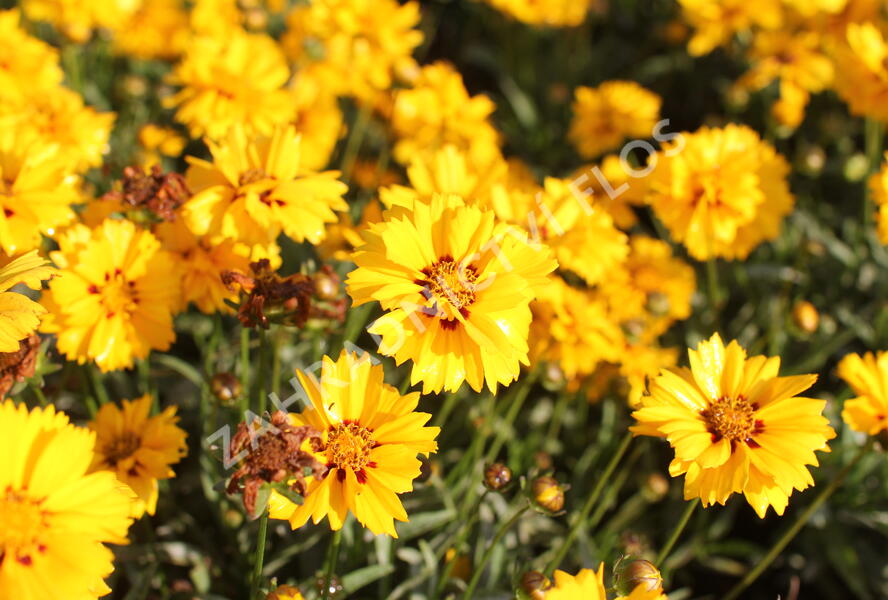 Krásnoočko velkokvěté 'Andiamo Semi Double' - Coreopsis grandiflora 'Andiamo Semi Double'