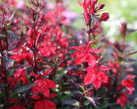 Lobelka 'Fanship Compact Scarlet'