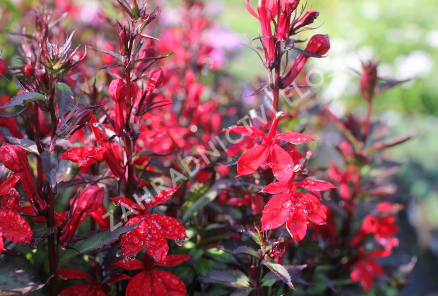Lobelka 'Fanship Compact Scarlet' - Lobelia speciosa 'Fanship Compact Scarlet'