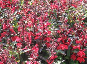 Lobelka 'Fanship Compact Scarlet' - Lobelia speciosa 'Fanship Compact Scarlet'